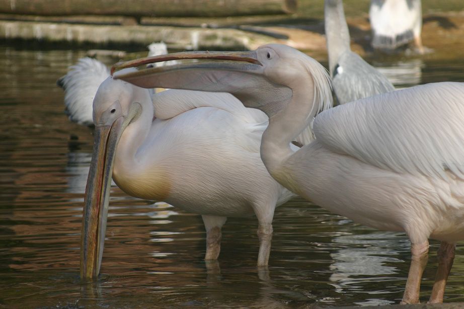 2011040701142528_k-Zoo 219.jpg